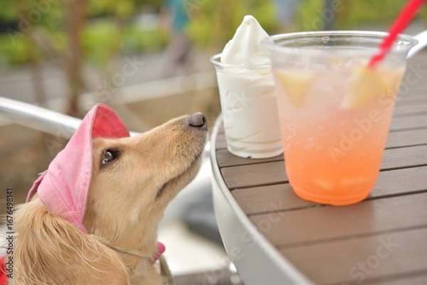 Obraz アイスクリームを欲しそうに見つめる犬