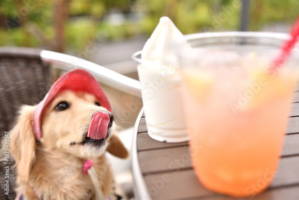 Obraz アイスクリームを欲しそうに見つめる犬