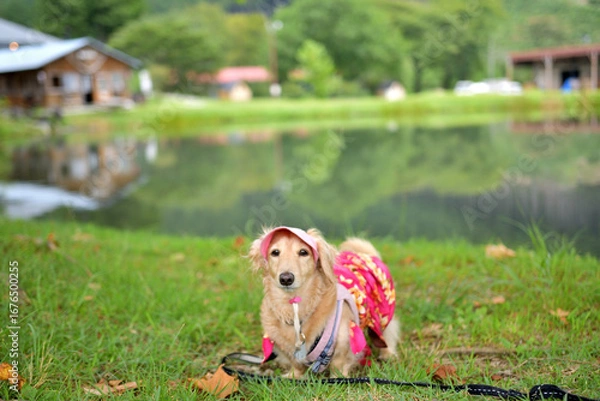 Obraz 高原の池と犬