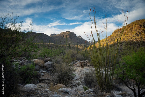 Fototapeta Into the Light