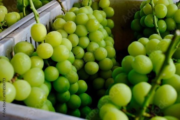 Obraz 新鮮なシャインマスカットの房（クローズアップ）