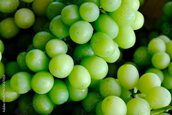 Obraz 新鮮なシャインマスカットの房（クローズアップ）