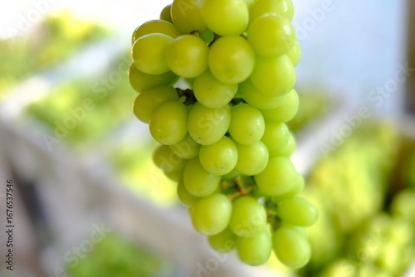 Obraz 新鮮なシャインマスカットの房（クローズアップ）