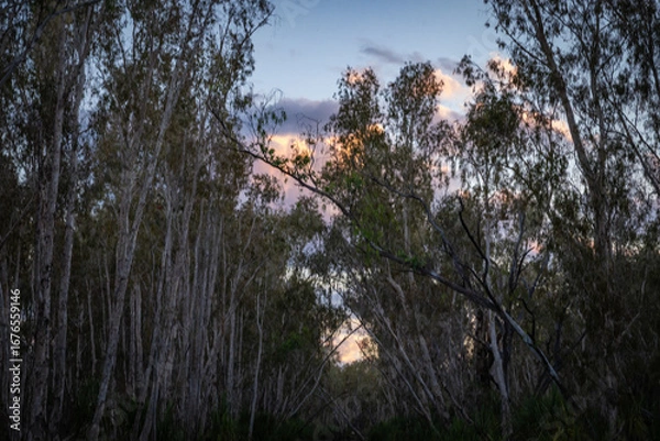 Fototapeta Eucalyptus trees line both sides framing morning sun in typical Australian bush scene in blurred effect.