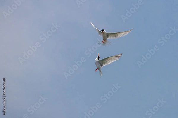 Fototapeta Fighting - Roseate Tern