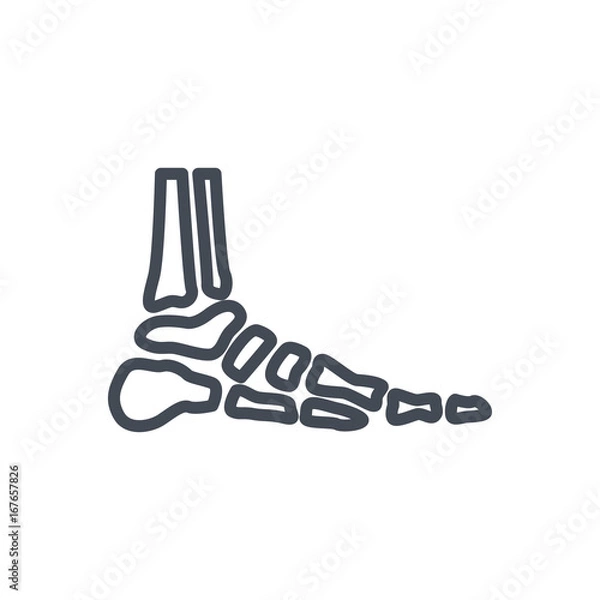 Obraz Bones line icon feet ankle