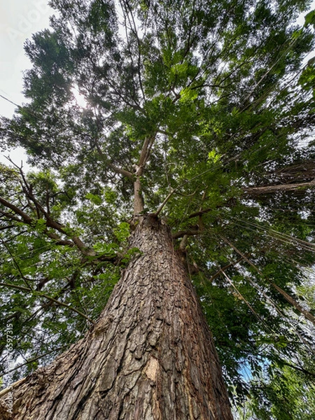 Obraz tree in the forest.Majestic Tree Canopy with Hanging Roots.Jungle forest