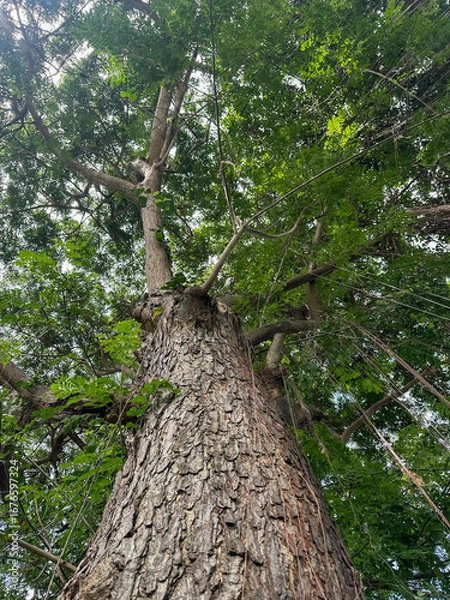 Obraz Majestic Tree Canopy with Hanging Roots.Jungle forest
