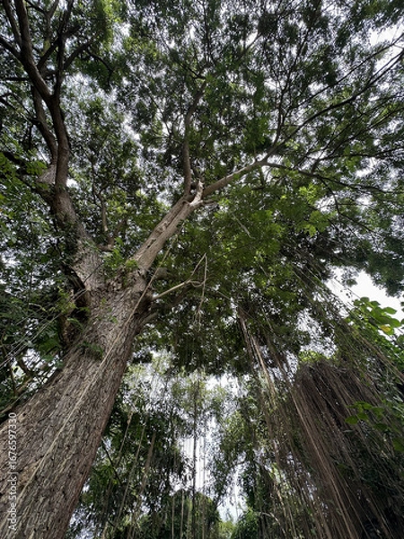 Obraz Majestic Tree Canopy with Hanging Roots.Jungle forest