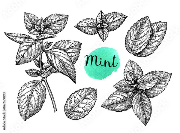 Obraz Zestaw szkic mięty