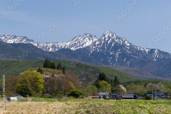 Obraz 田植えの準備の始まった田園越しに望む残雪の阿弥陀岳と赤岳