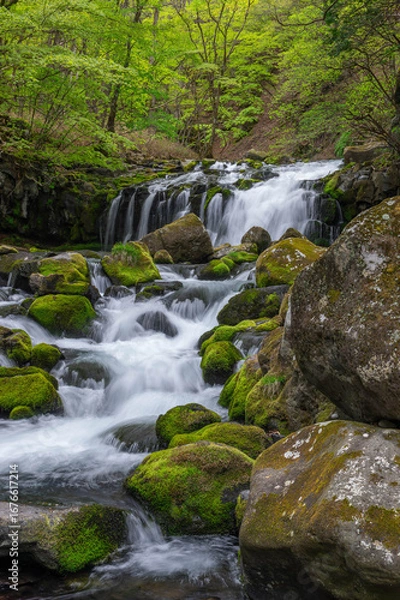 Obraz 新緑に囲まれた蓼科大滝と滝ノ湯川の流れ