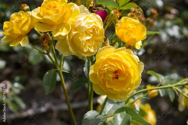 Obraz Rose at Compton Castle