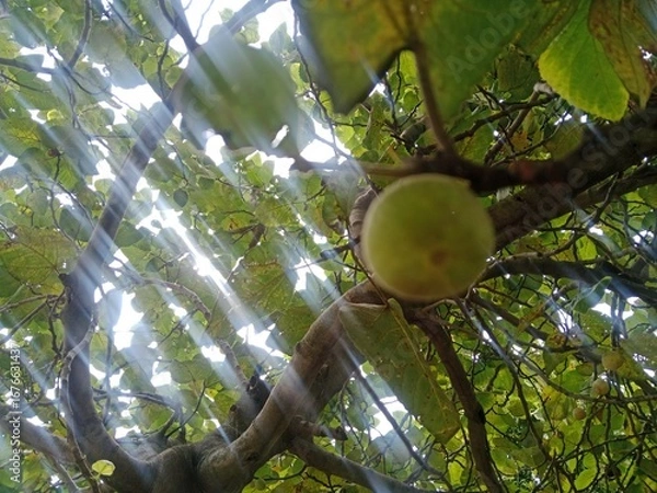 Fototapeta coconut on tree