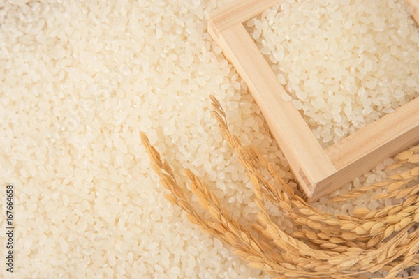 Obraz 新米と稲穂