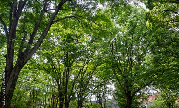 Obraz Green trees in Ueno Park, Tokyo