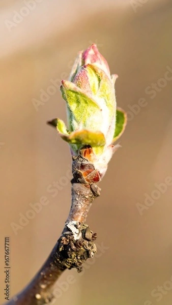 Fototapeta Spring Bud Close-up in Orchard