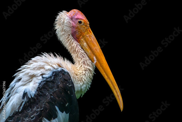 Fototapeta Painted Stork bird isolated on black background. With copy space.