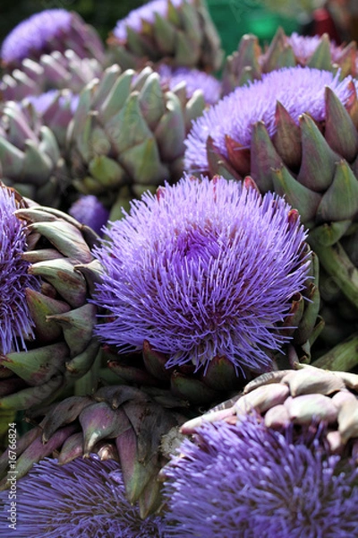 Obraz Artischockenblüte