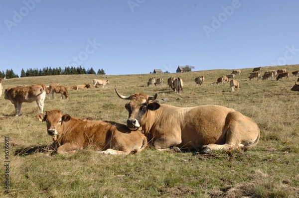 Fototapeta vaches aubrac