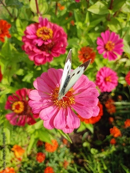 Obraz butterfly on flower