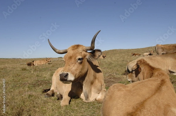 Fototapeta vaches aubrac