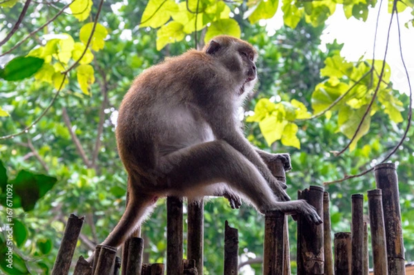 Obraz Low Angle View of Monkey sitting on Bamboo Against Jungle