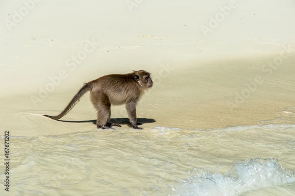 Fototapeta Side View of Monkey on Beach Shore