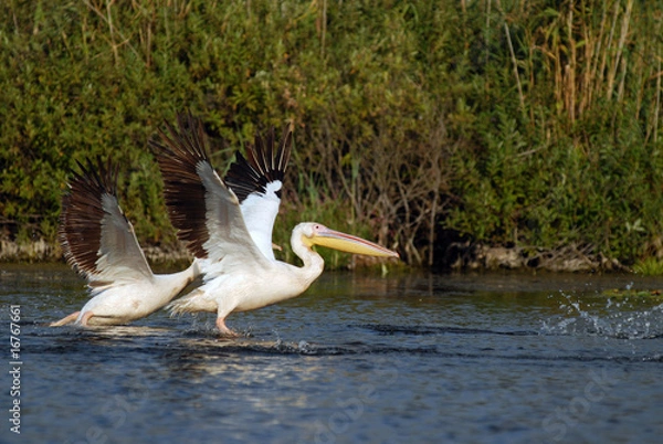Fototapeta Pelicans flaying