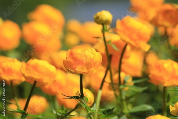 Obraz Dänemark Ranunkel