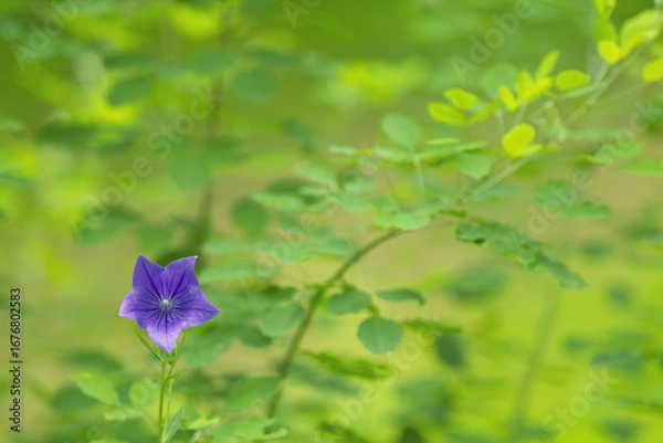 Obraz 一輪だけの桔梗