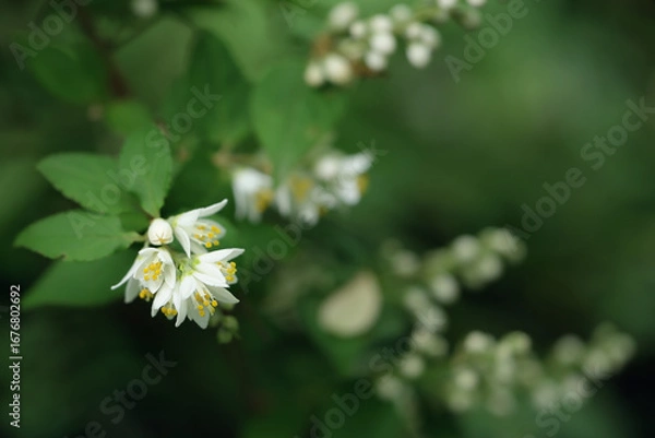 Obraz ５月に咲く白い花