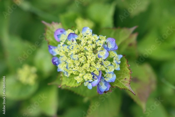 Obraz 咲きはじめの紫陽花