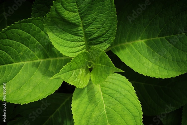 Obraz 紫陽花の新葉