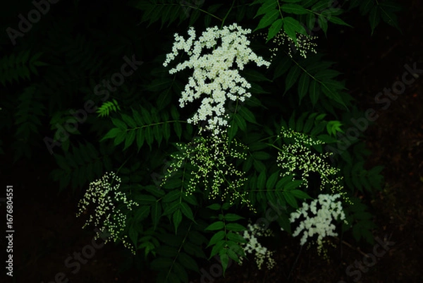 Obraz ホザキナナカマドの白い花