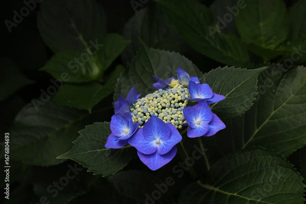 Obraz 日影に咲く一輪の紫陽花