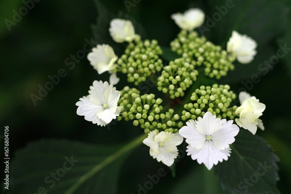 Obraz 咲きはじめの白い紫陽花