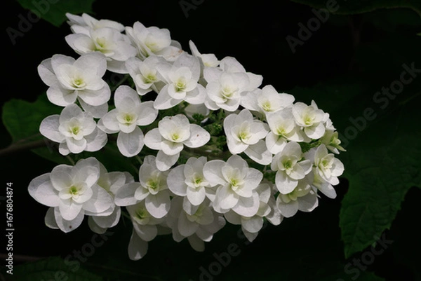 Obraz 満開のカシワバアジサイ