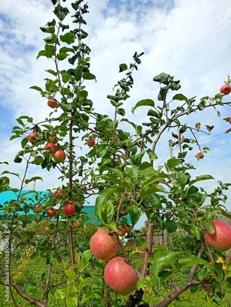 Obraz Apples on the tree