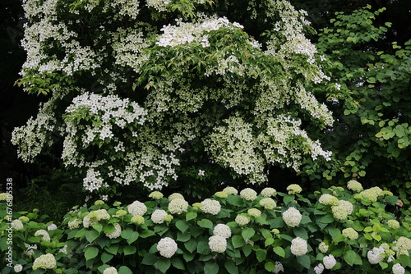 Obraz 小雨の日の満開のヤマボウシとアジサイ