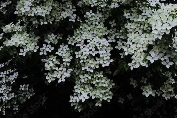 Obraz 小雨の日の満開のヤマボウシ