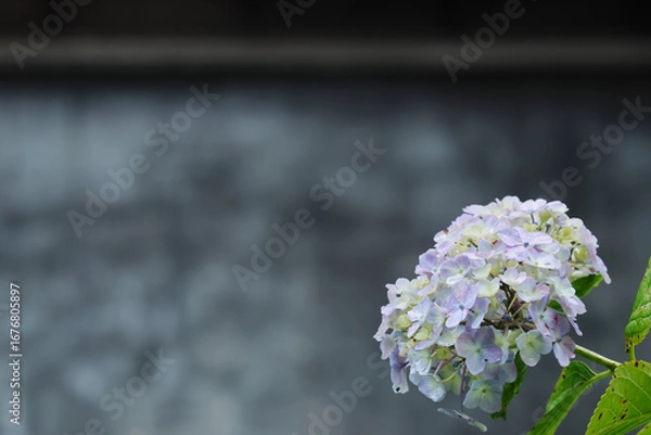 Obraz 蔵の前で咲くアジサイ