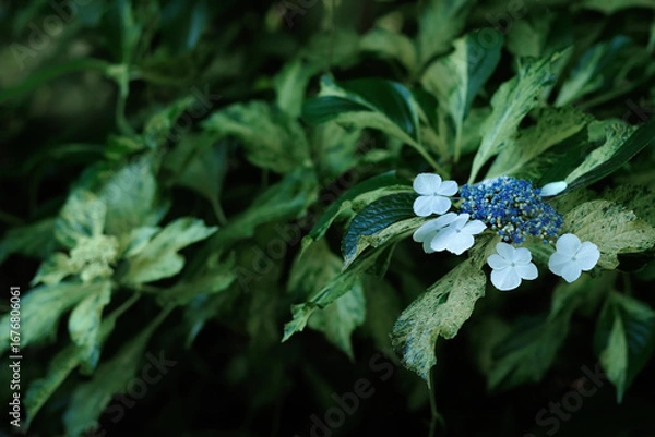 Obraz 咲き始めの日影の紫陽花