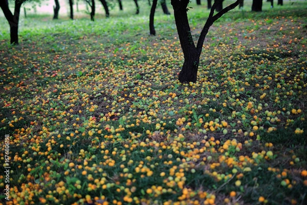 Obraz 落ちたままの梅の実