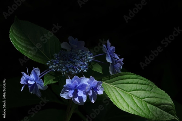 Obraz 日陰に咲く紫陽花にあたる日差し