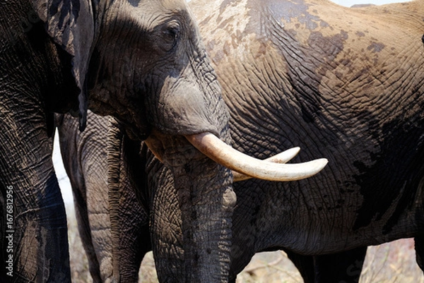 Fototapeta Close-up of an African elephant with tusks, captured along a dusty road in Botswana’s wilderness.