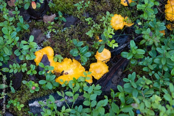 Obraz yellow chanterelle