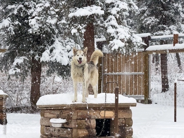 Obraz Gladys the sled dog stands on her doghouse in the snowy kennels at Denali National Park and Preserve