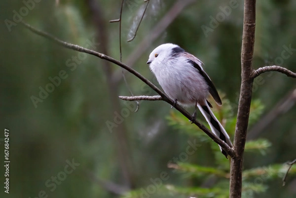 Obraz long-tailed tit
