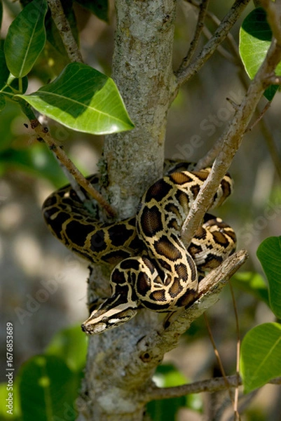 Fototapeta Burmese python on a tree